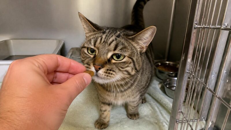 Cat Adoption in Sioux Falls, SD: Your Complete Guide