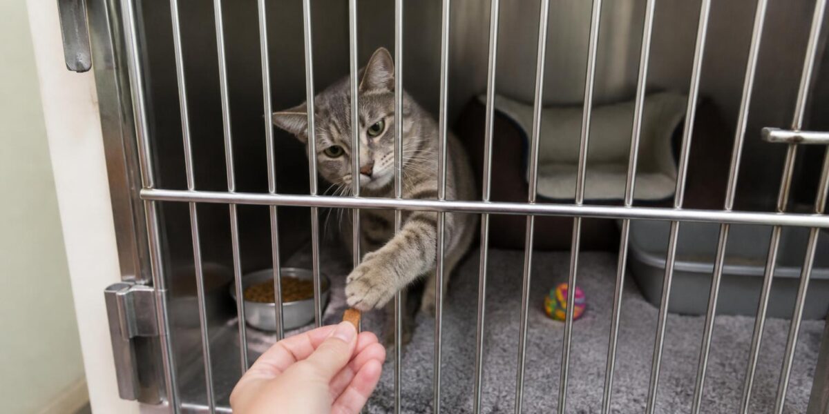 Cat Adoption in Spokane, WA: Your Complete Guide