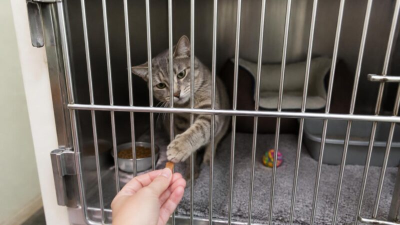 Cat Adoption in Spokane, WA: Your Complete Guide