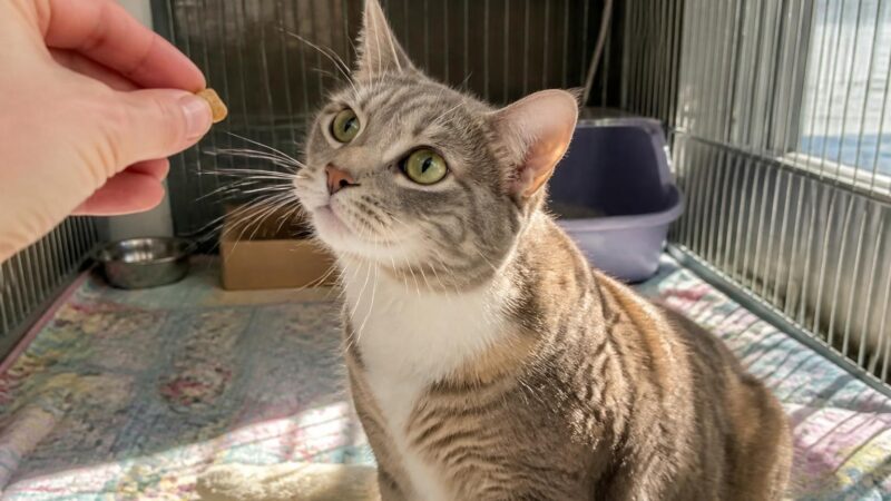 Cat Adoption in St. Louis, MO: Your Complete Guide