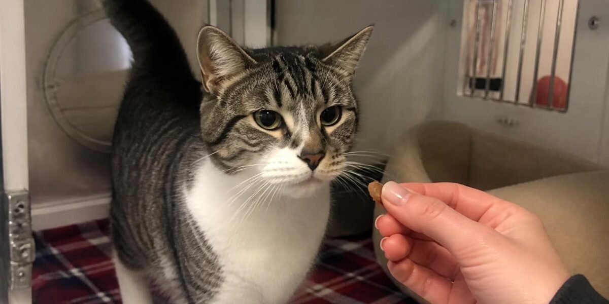 Cat Adoption in Tacoma, WA: Your Complete Guide