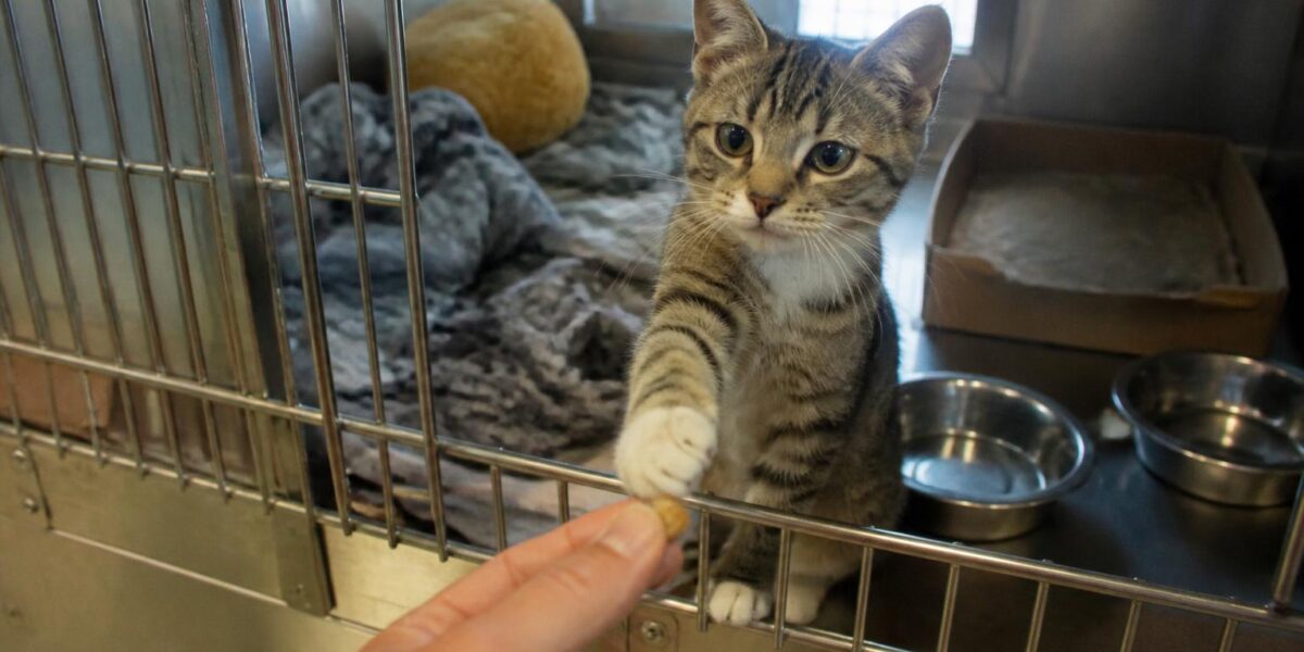 Cat Adoption in Tampa, FL: Your Complete Guide