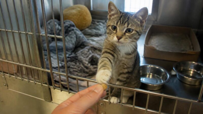 Cat Adoption in Tampa, FL: Your Complete Guide