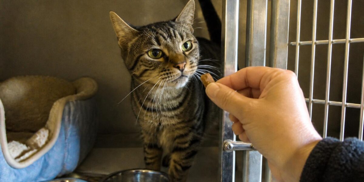 Cat Adoption in Tucson, AZ: Your Complete Guide