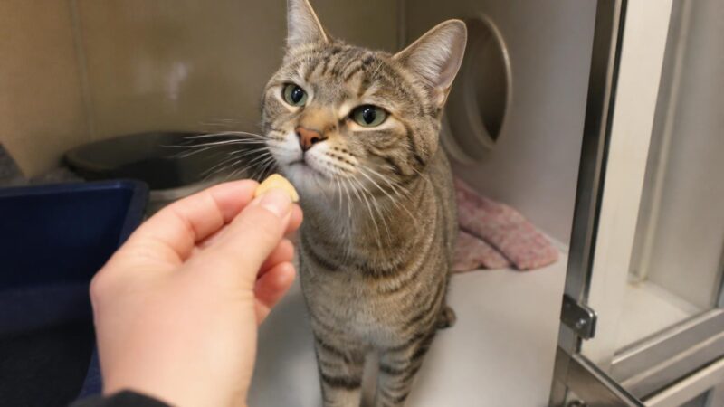 Cat Adoption in Washington DC, DC: Your Complete Guide
