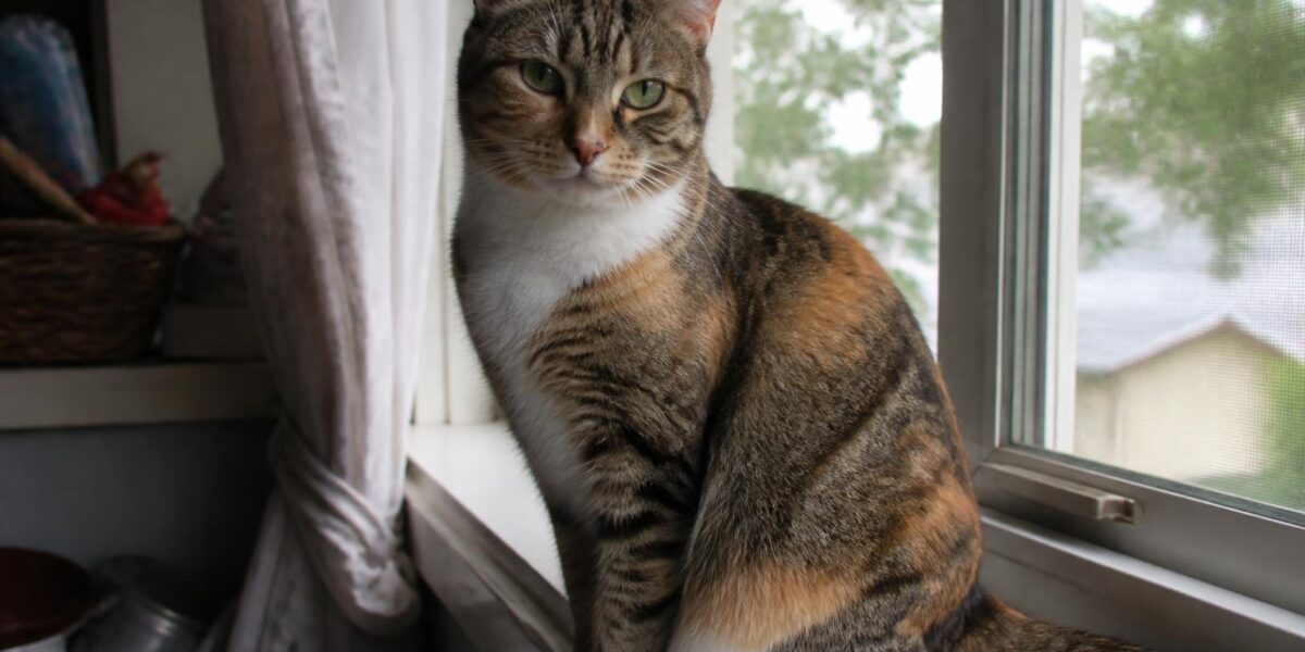 Best Cat Breeds for Multi-Cat Households