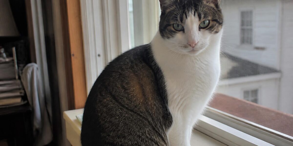 6 Cat Breeds From Russia: Origins and Characteristics