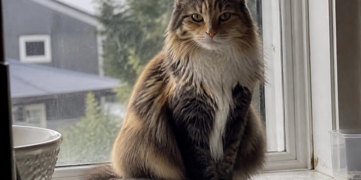 Cat Breeds That Are Good Mousers: Natural Hunters