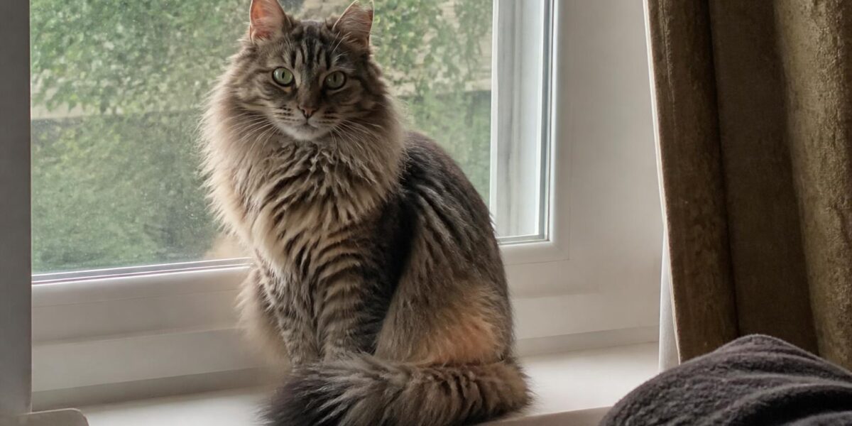 Cat Breeds That Live the Longest: 15+ Year Lifespans