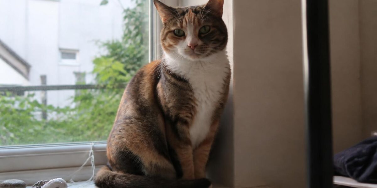 Cat Breeds That Love Climbing: Vertical Space Enthusiasts