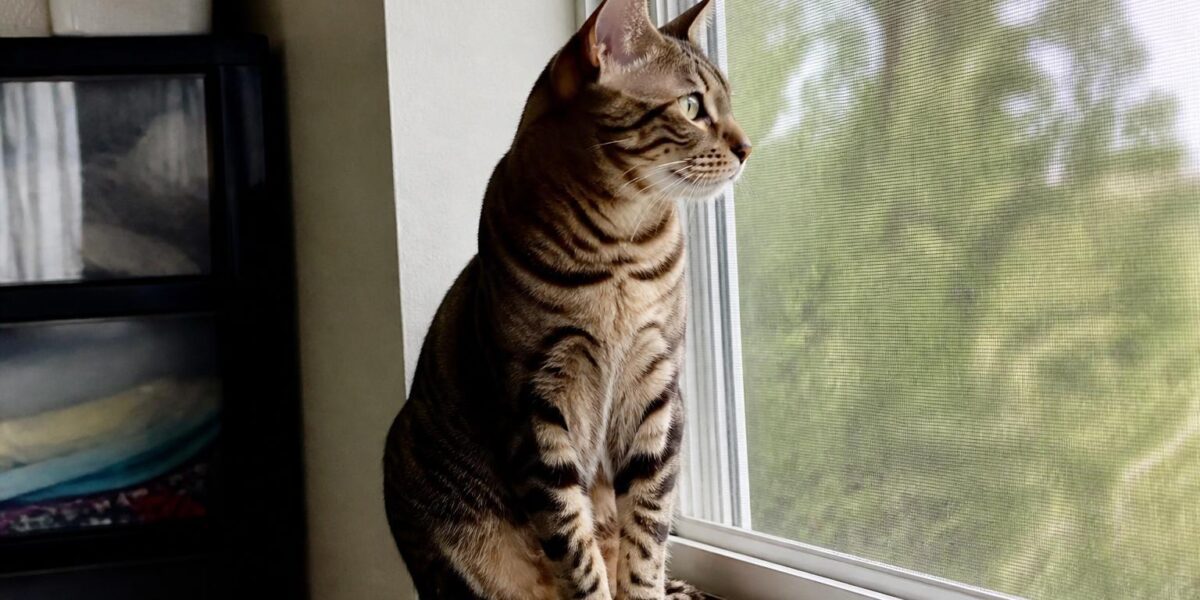 Cat Breeds That Stay Small Forever: Miniature Felines