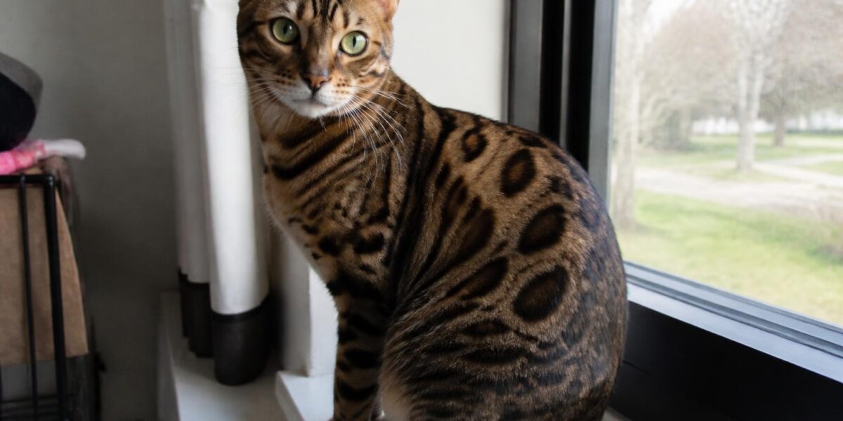 Cat Breeds With Blue Eyes: Stunning Blue-Eyed Felines