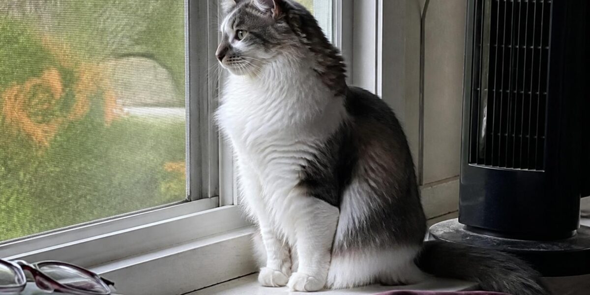 Cat Breeds With No Tail or Short Tails: A Complete Guide