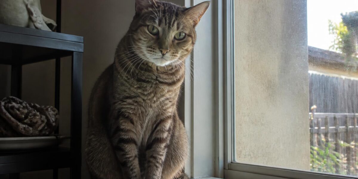 Cat Breeds With Spotted Coats: Wild Look, Domestic Heart
