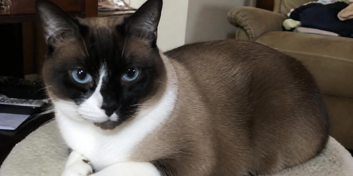 Cat Cafes in Singapore: What to Expect and How to Visit
