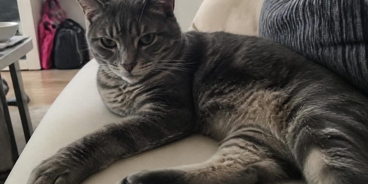 Hypertrophic Cardiomyopathy in Cats (HCM): The Silent Heart Killer