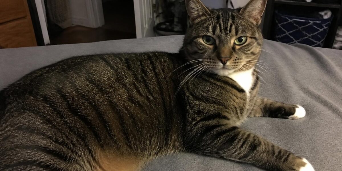 Cat Constipation Remedies: Fiber, Hydration, and Vet Options
