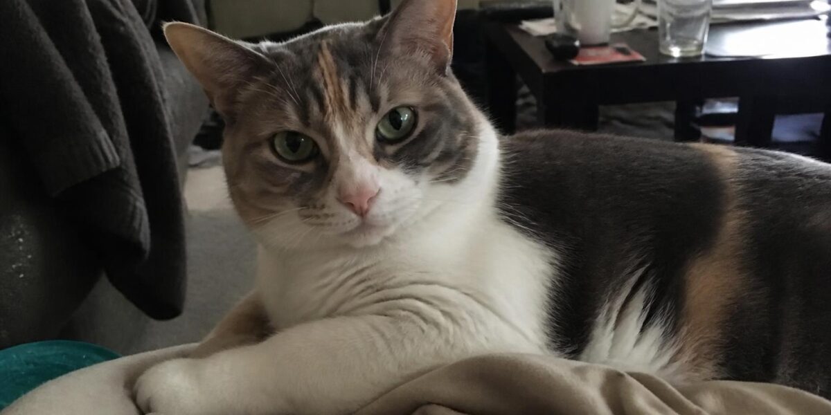 Cat Coughing: Causes, When It’s Serious & Treatment