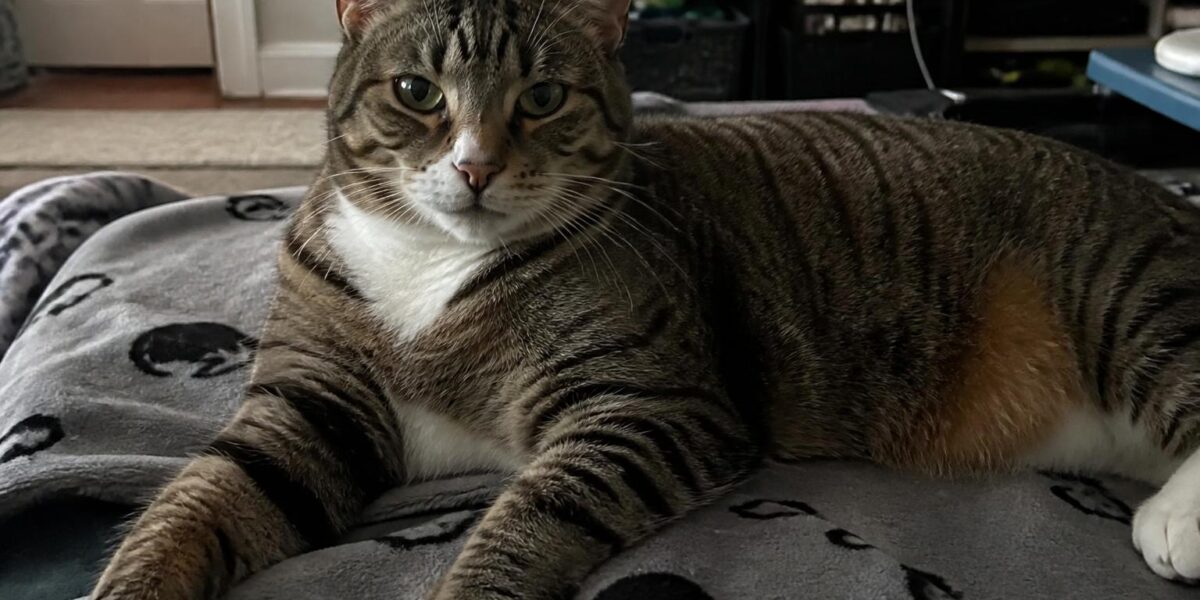 Cat Dental Care: How to Keep Your Cat’s Teeth Healthy