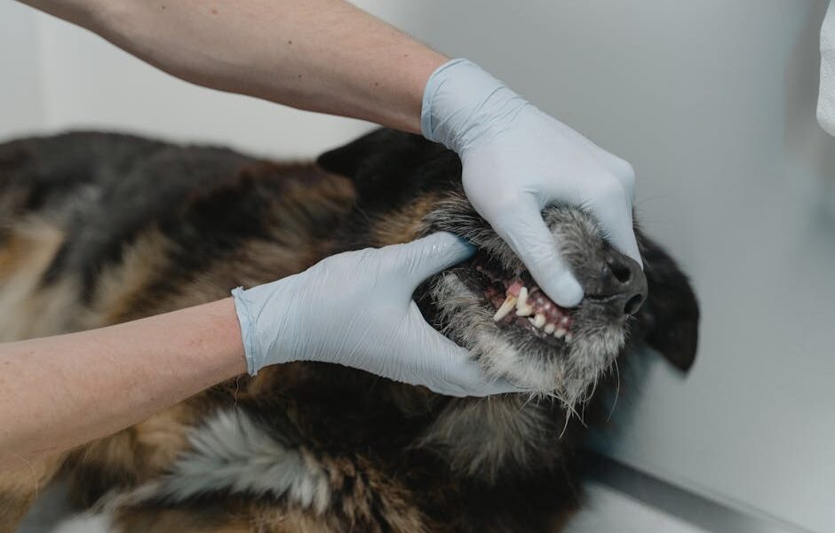 Close-up of a veterinarian examining a dog's teeth during a dental checkup.