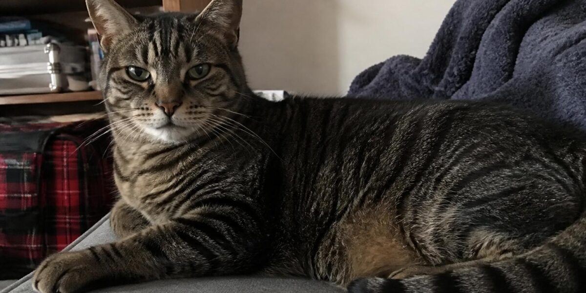 Cat Diabetes: Signs, Diet Management & Treatment Guide