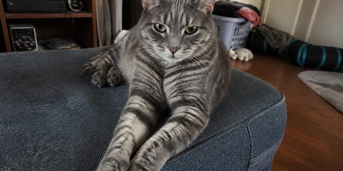 Cat Diabetes Signs and Management: Insulin and Diet