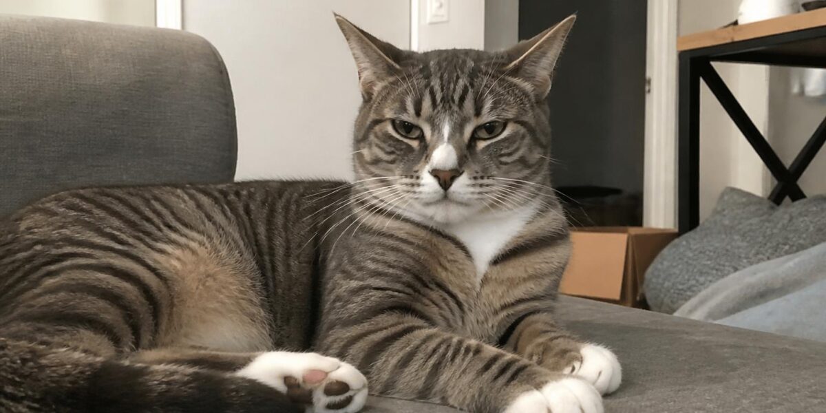 Cat Drooling: Causes, When It’s Normal & When to Worry
