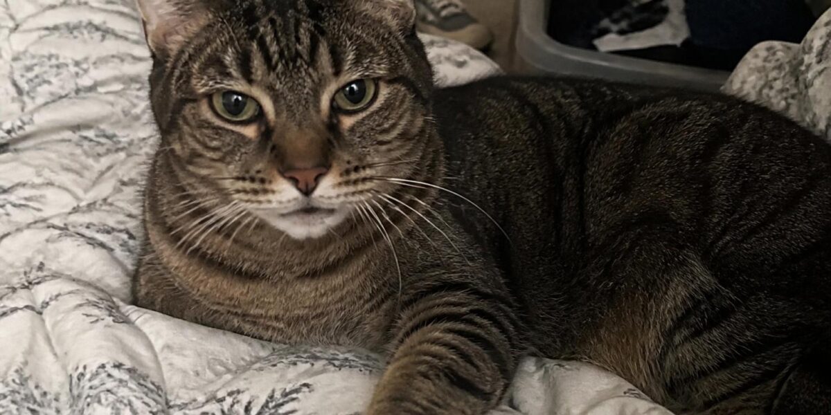 Indoor Cat Enrichment Ideas: Toys, Puzzles, and DIY Projects