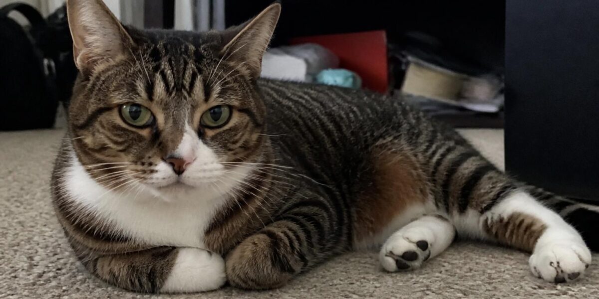 Cat Excessive Vocalization at Night: Causes & Solutions for Senior Cats