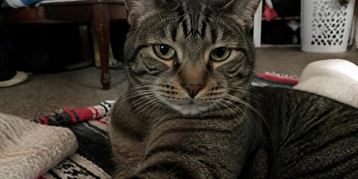 Cat Eye Colors: What They Mean, Genetics & Rare Colors