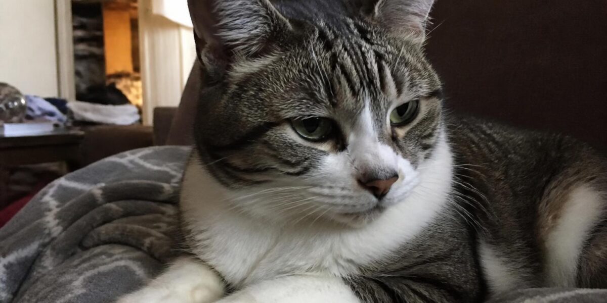 Feline Leukemia (FeLV)