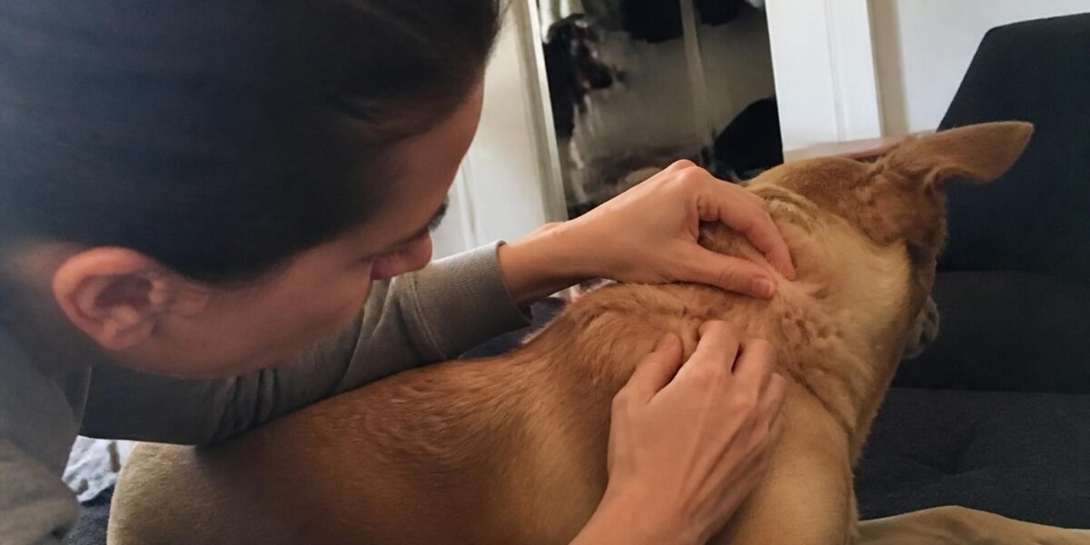 Cat Flea Allergy Dermatitis: Signs, Treatment & Prevention