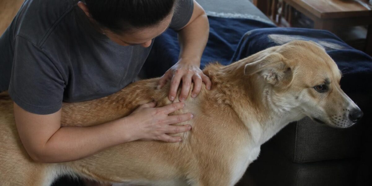 Cat Flea Treatment