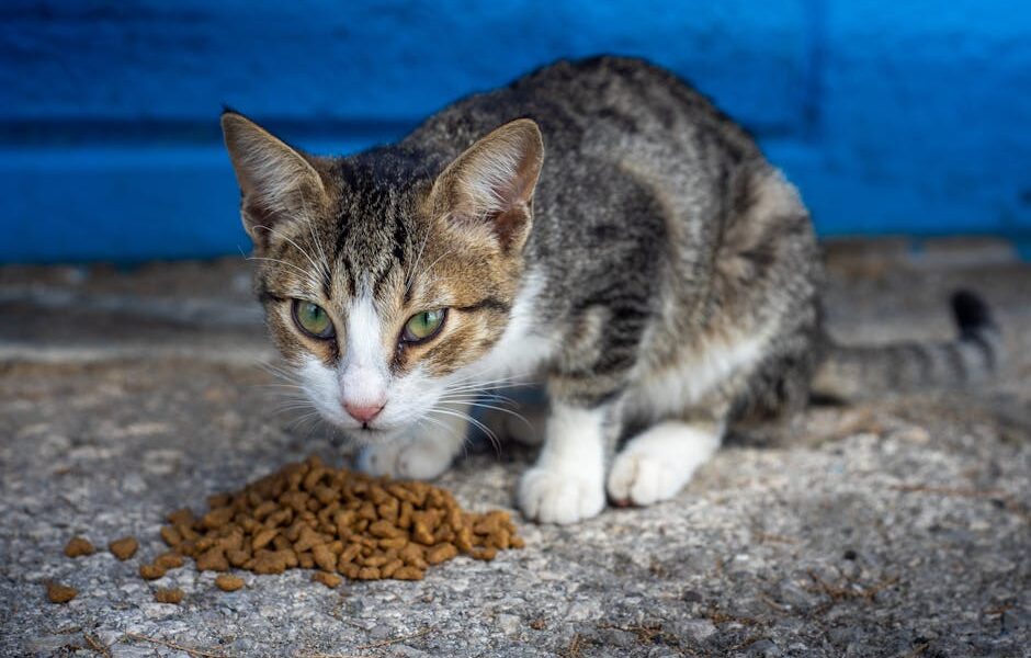 Close-up of a tabby cat enjoying dry food outside on a sunny day.