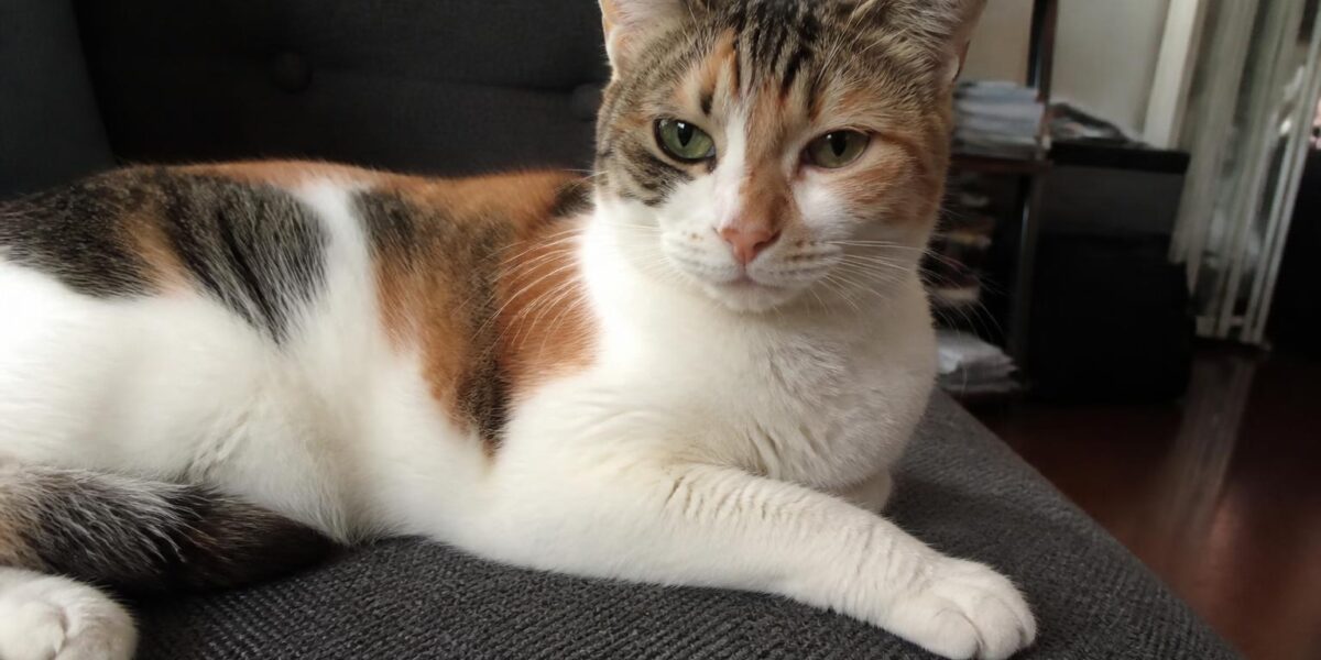 Cat Food Cost by Quality Tier: Budget to Premium