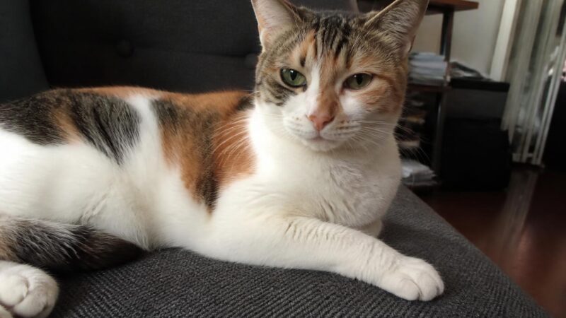 Cat Food Cost by Quality Tier: Budget to Premium