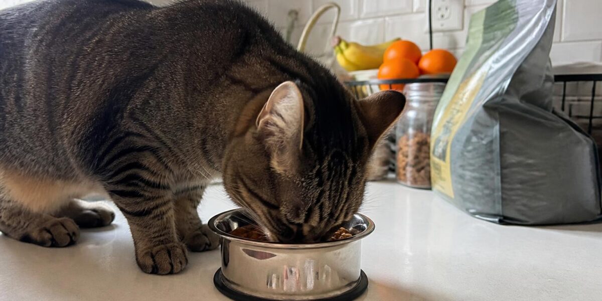 Cat Hairball vs Vomiting: How to Tell the Difference