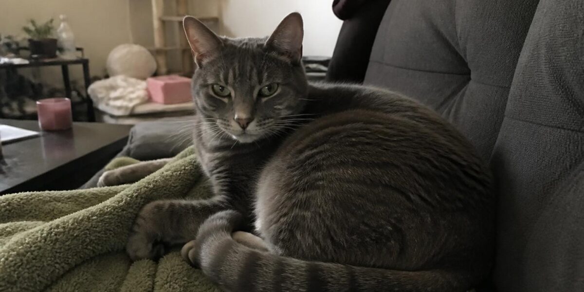 Cat Heat Stress in Singapore: Prevention and Emergency Care