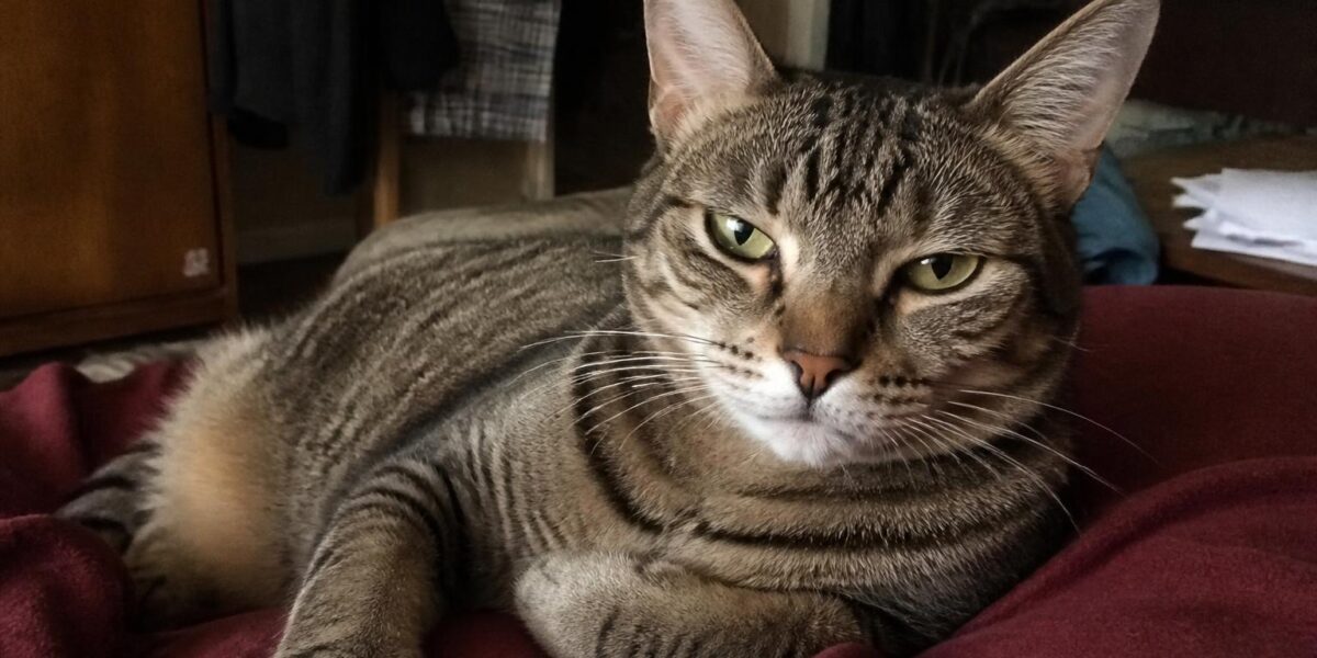 Cat Hypoglycemia: Low Blood Sugar Signs, Causes & Emergency Care