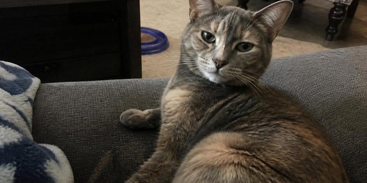 Cat IBD