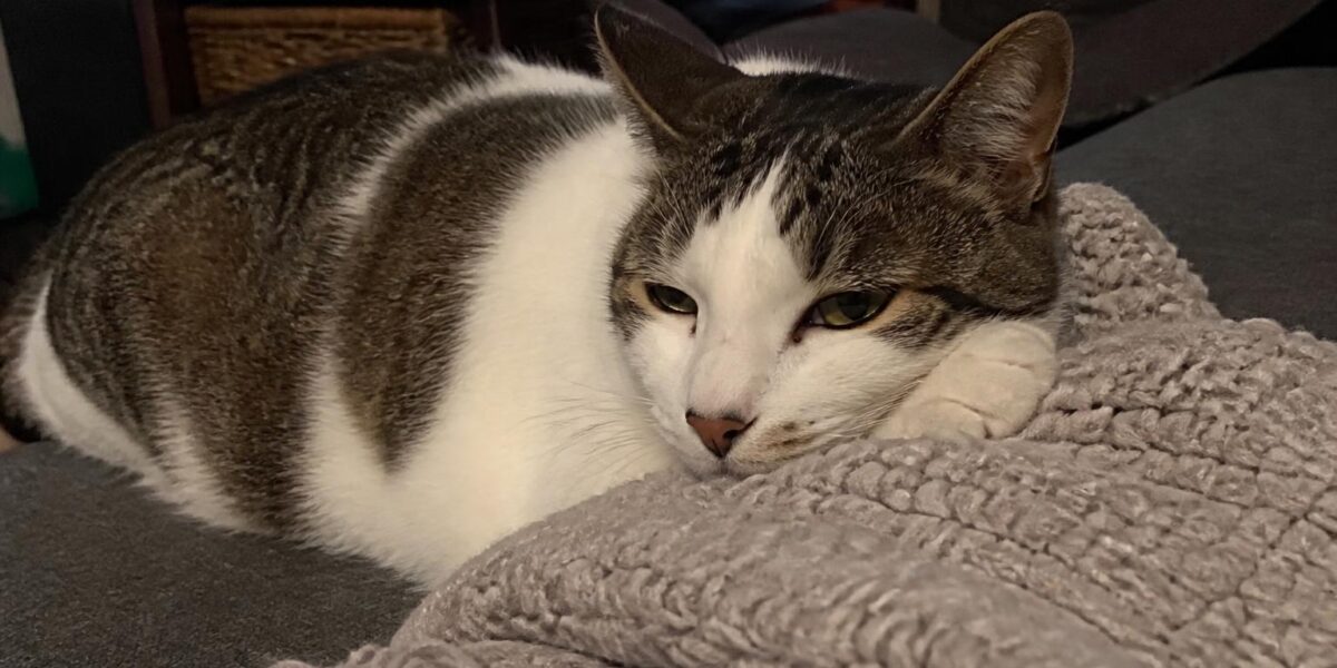 Cat Injection Site Sarcoma (FISS): Causes, Prevention & Treatment