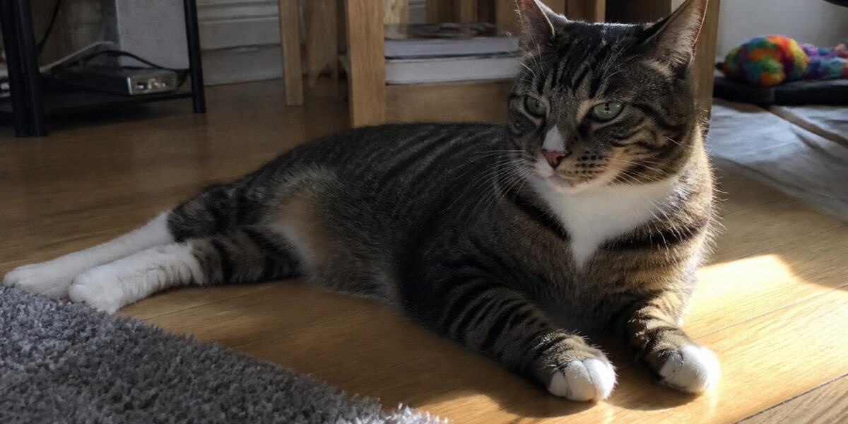 Cat Kneading Meaning: Making Biscuits Explained