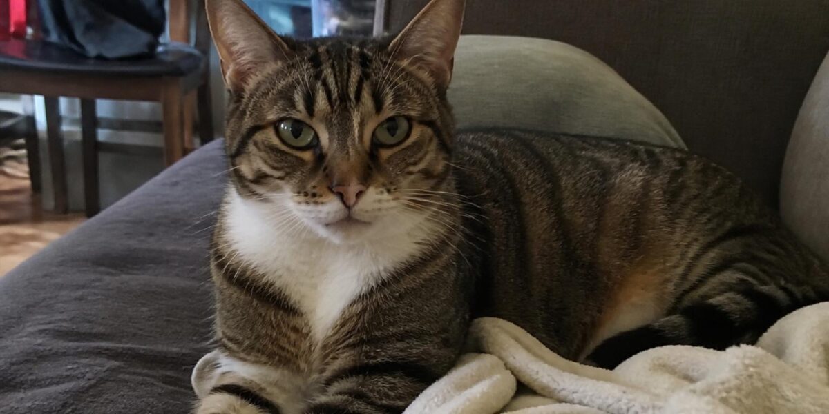 Cat Losing Fur
