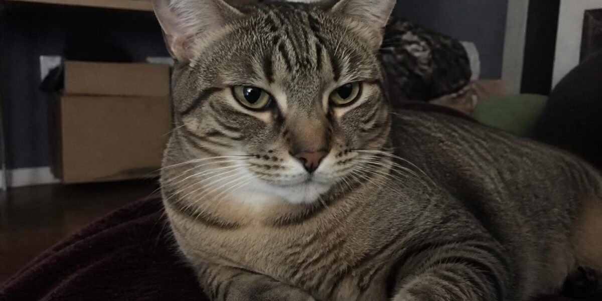 Cat Lymphoma Treatment: Chemotherapy, Prognosis, and Palliative Care