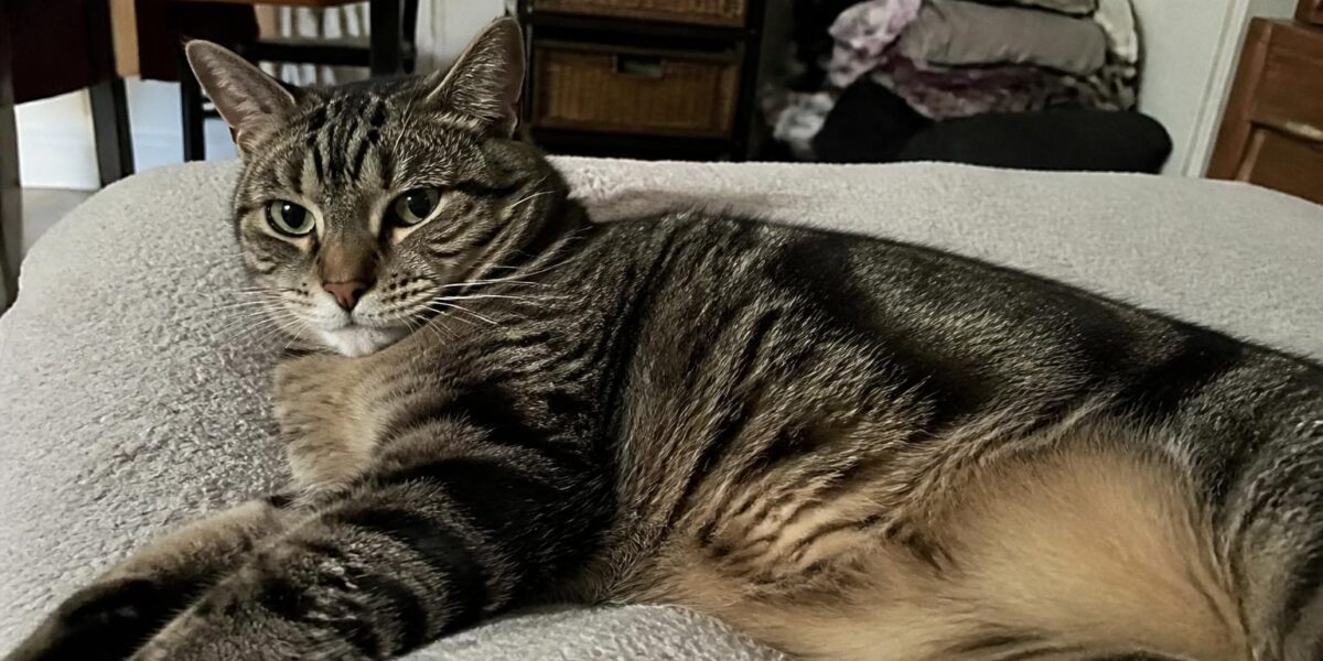 Cat Megacolon Treatment: Laxatives, Diet, and Surgery