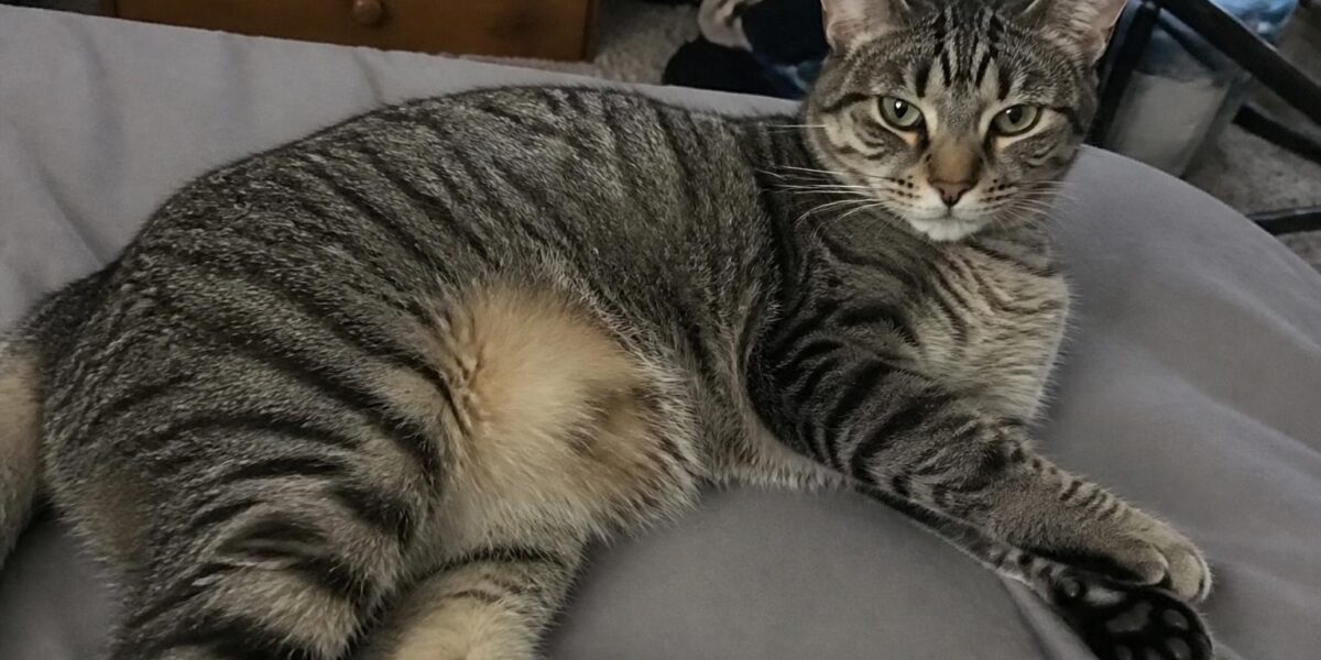 Cat-Only Rescues: The Feline-Focused Network
