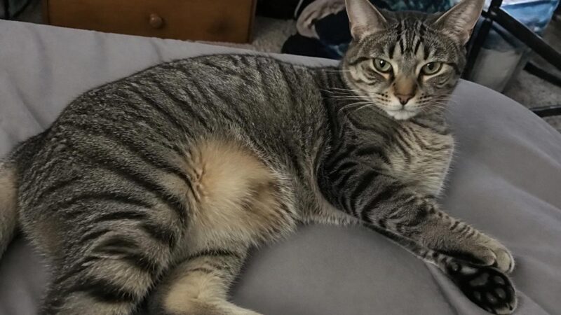Cat-Only Rescues: The Feline-Focused Network