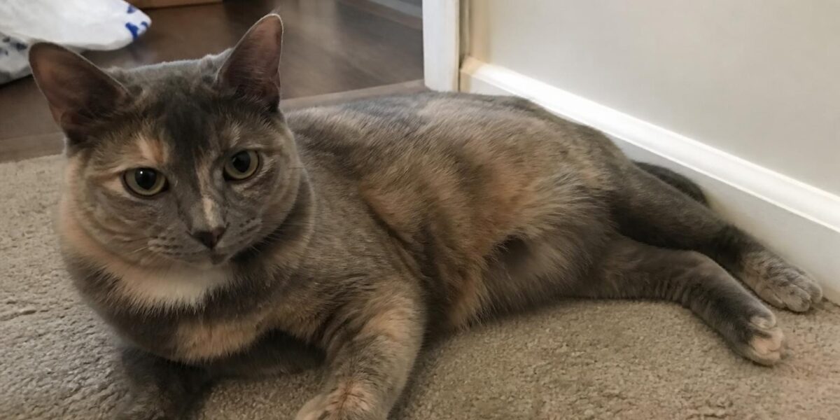 Cat Panting: Is It Normal? Causes & When to Worry