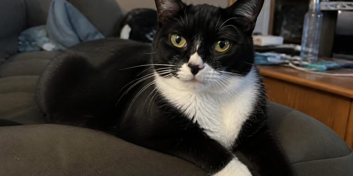 Cat Scratching Furniture Solutions: Redirect Without Declawing