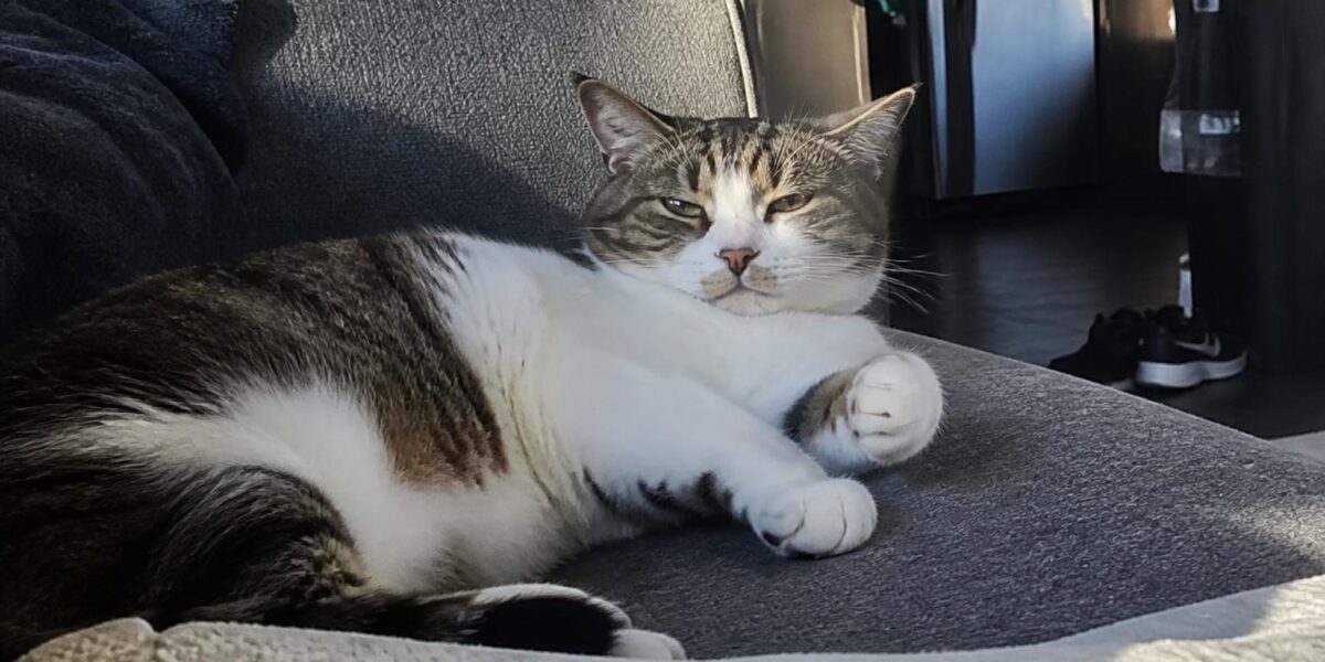 Cat Seizures: Causes, What to Do & Epilepsy Treatment